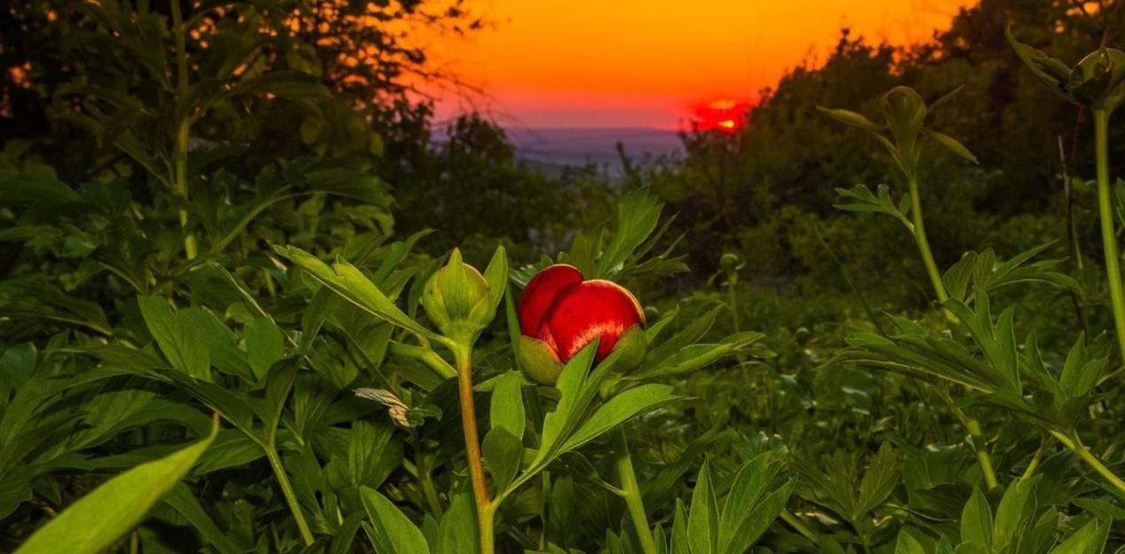 Xelibri Apartment Gorna Orjahovica Esterno foto